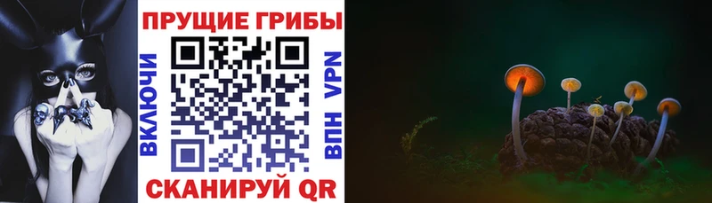 Псилоцибиновые грибы Psilocybe  где купить наркотик  Любим 